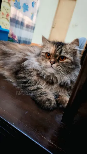 1+ Year Female Purebred Persian