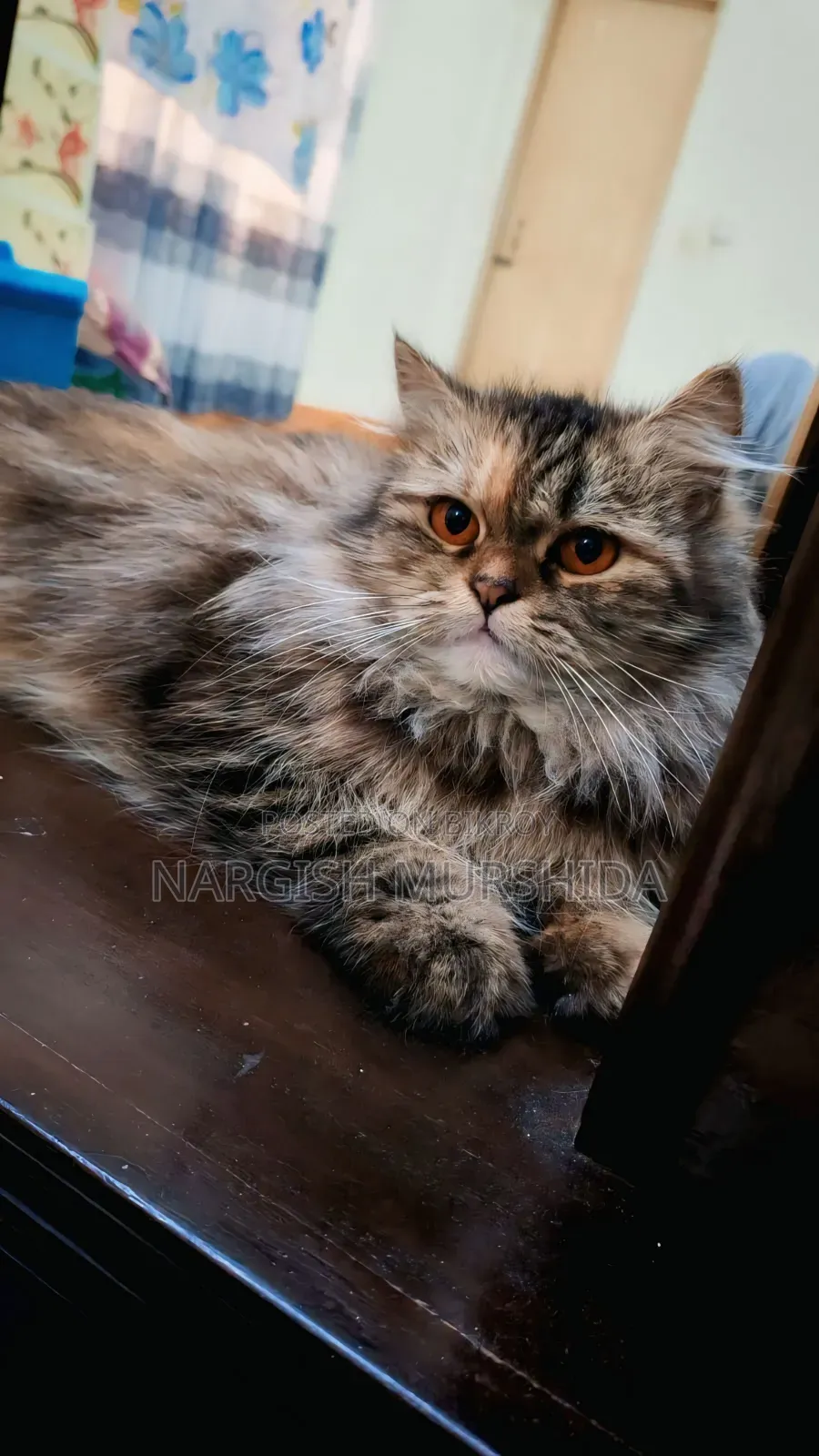 1+ Year Female Purebred Persian