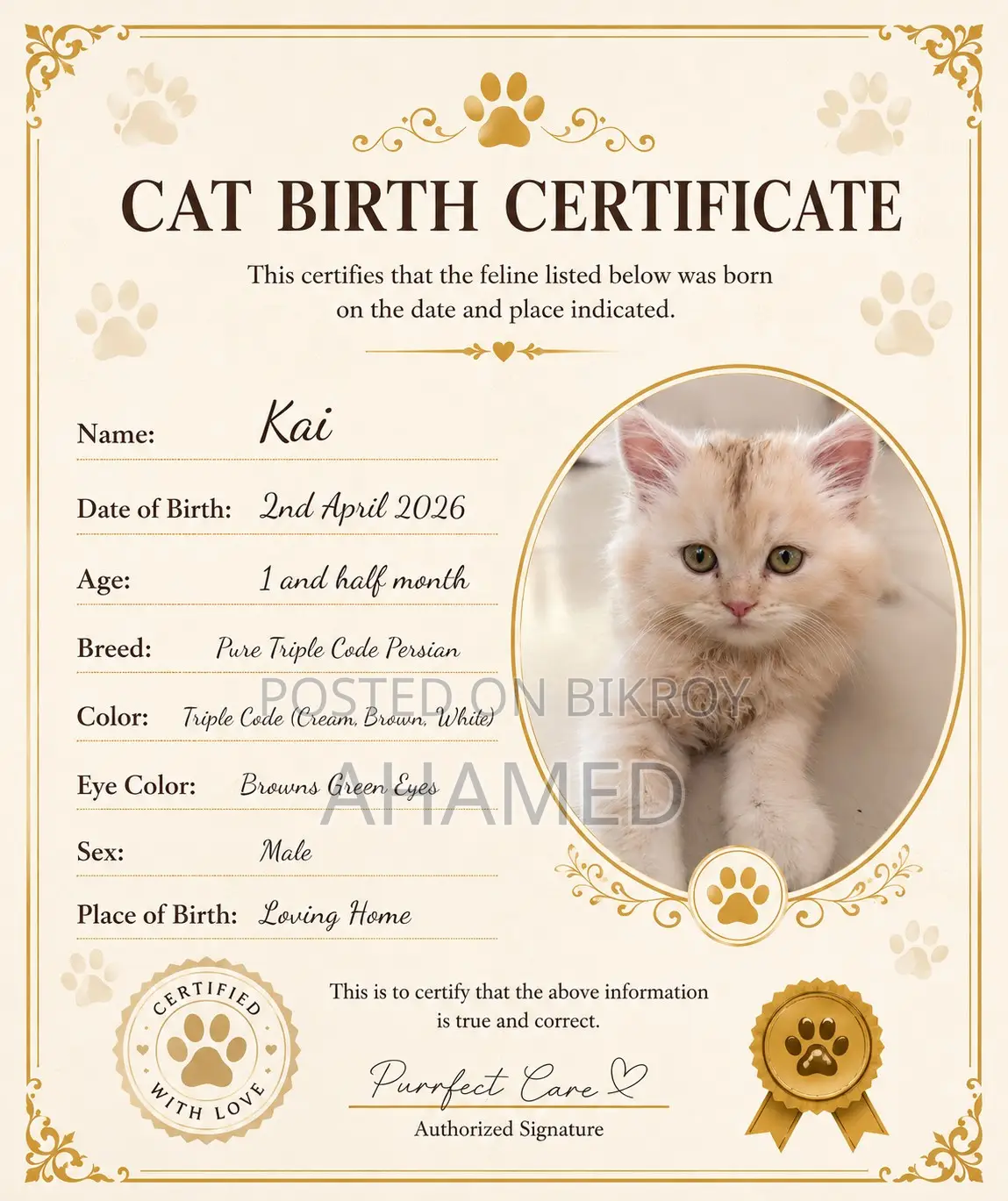 1-3 months Male Purebred Persian