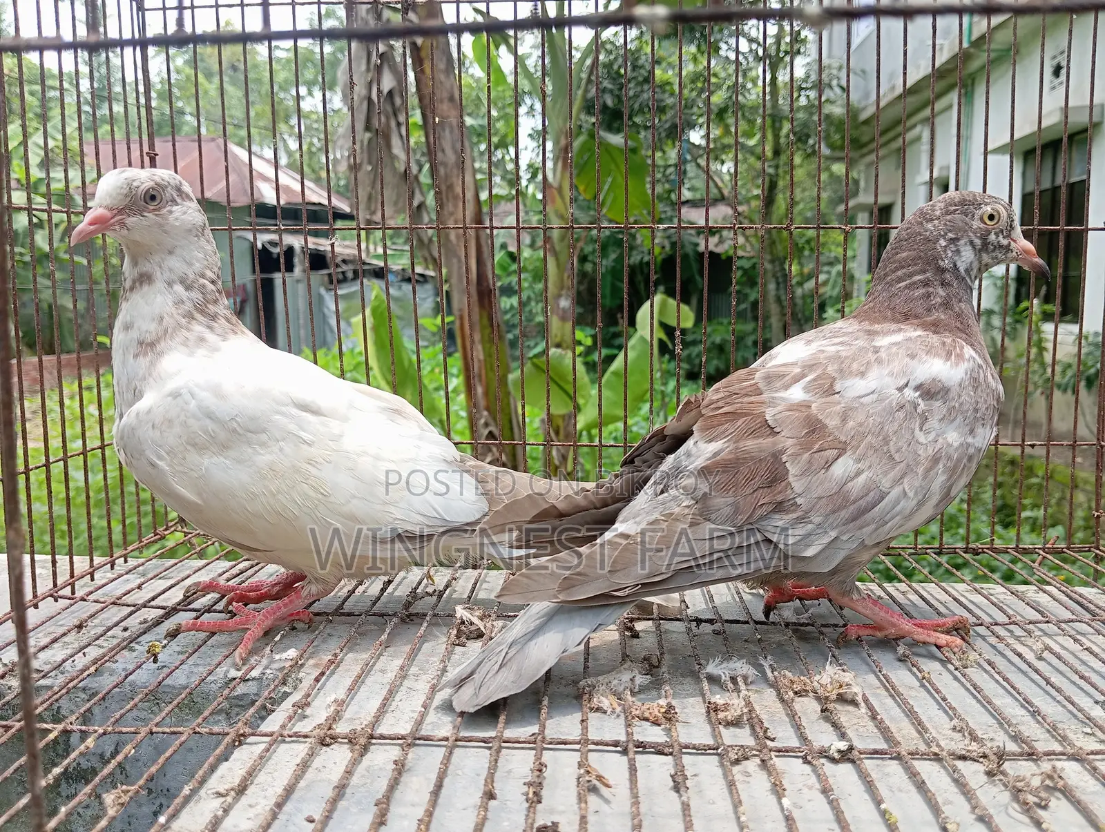 2-Feather Giribaz Pigeon