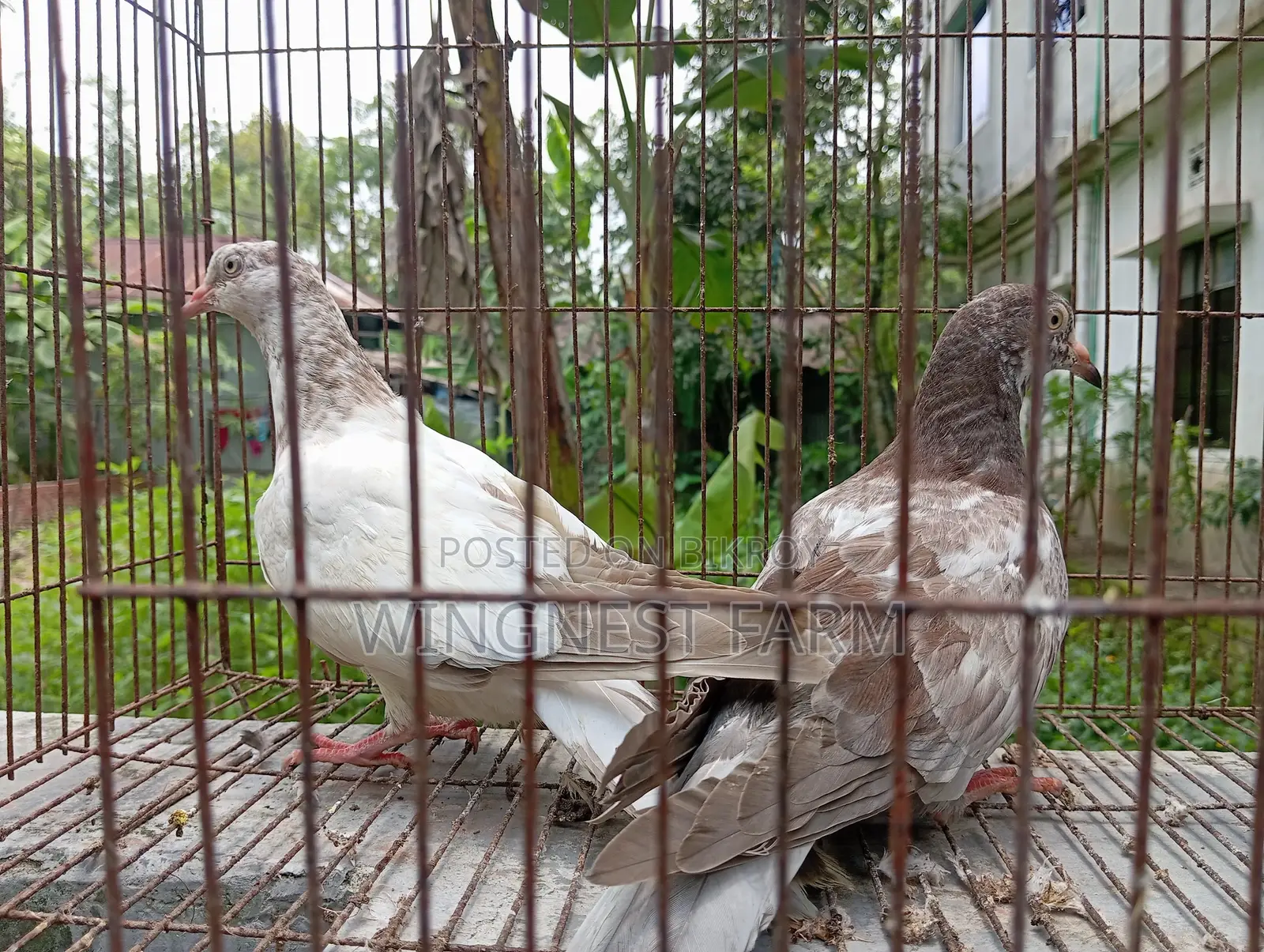 2-Feather Giribaz Pigeon