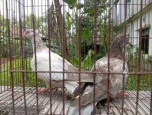2-Feather Giribaz Pigeon