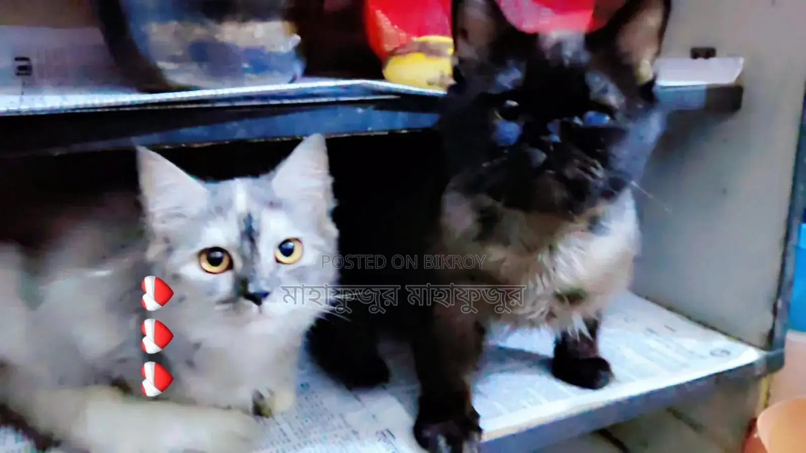 6-12 Months Male Purebred Persian