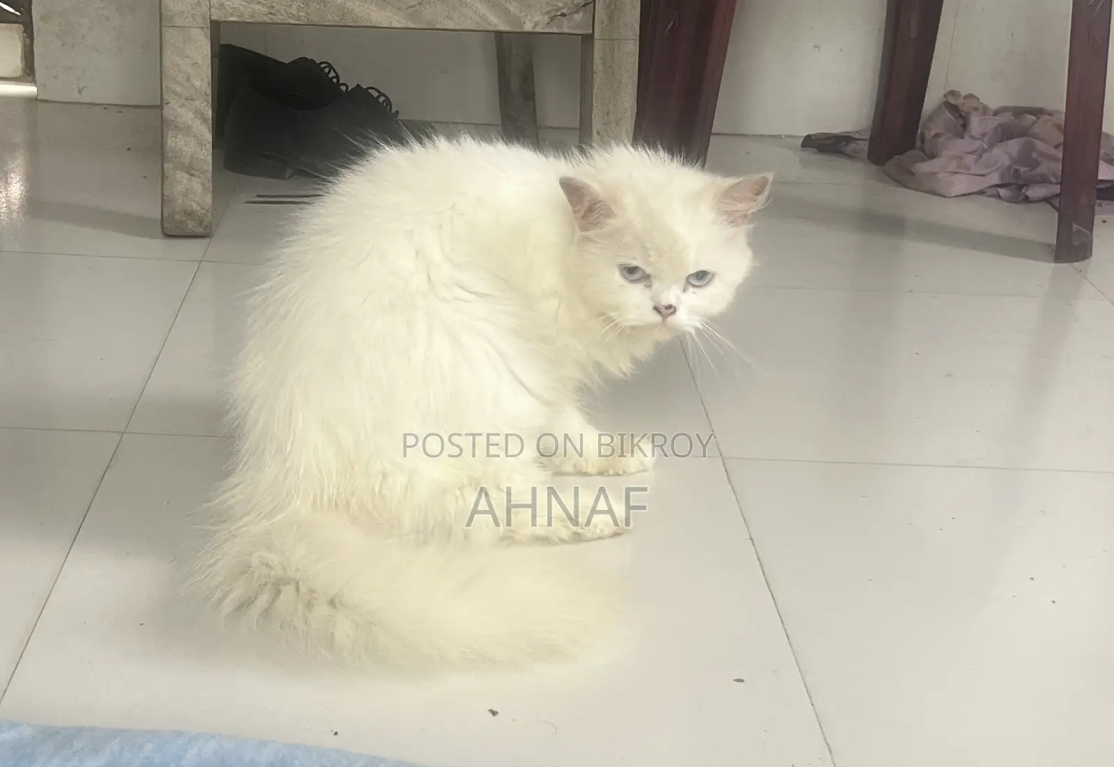 6-12 Months Female Purebred Persian
