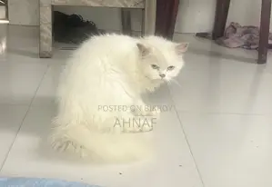 6-12 Months Female Purebred Persian