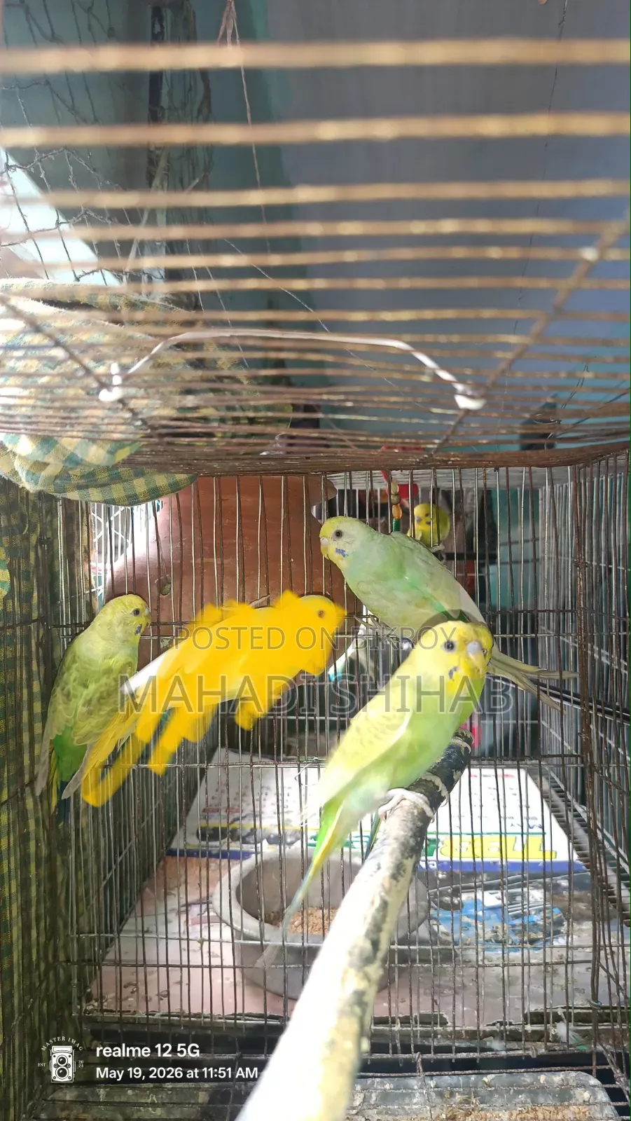 Budgerigar Birds