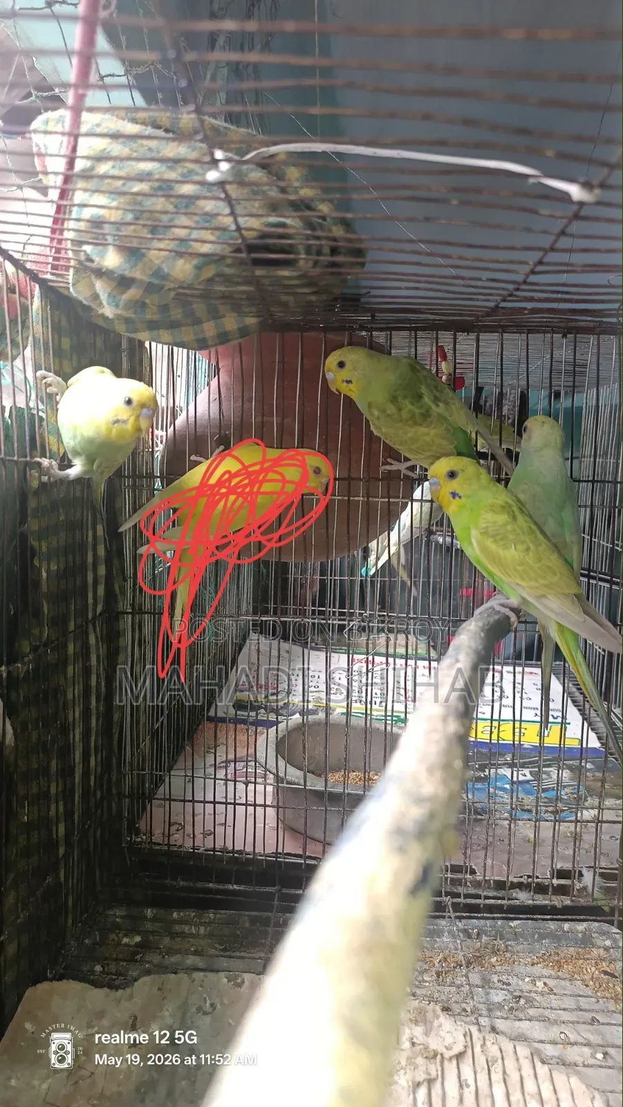 Budgerigar Birds