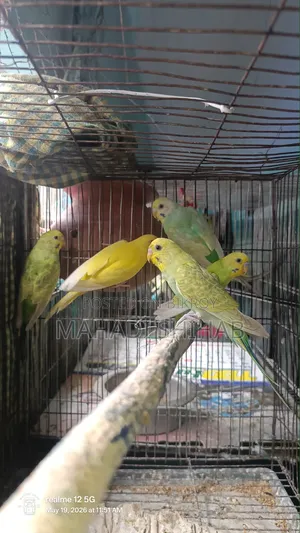 Budgerigar Birds