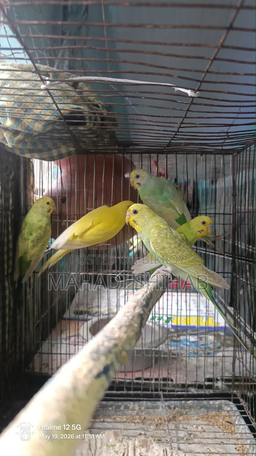 Budgerigar Birds