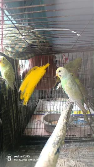 Budgerigar Birds