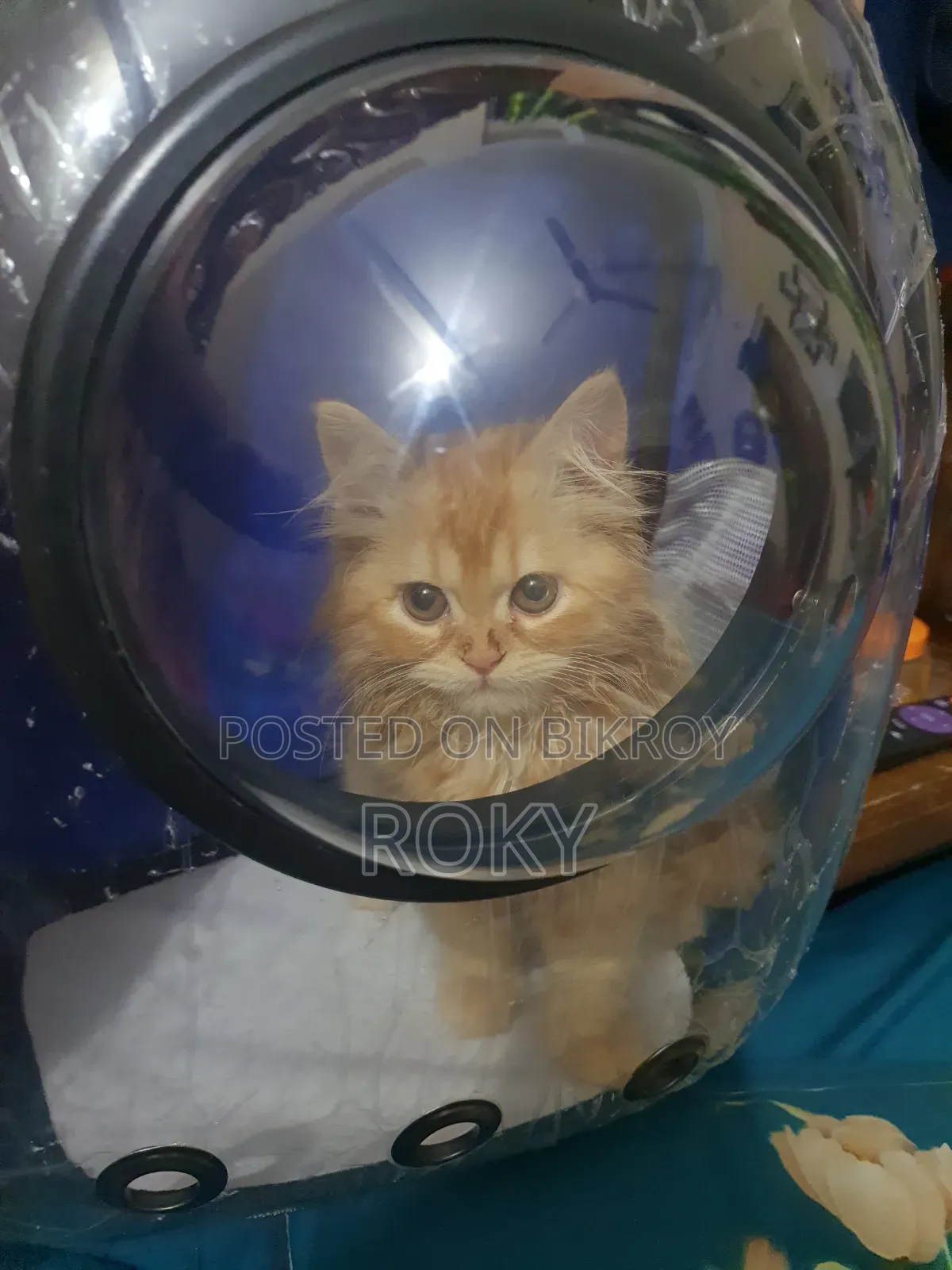 1+ Year Female Purebred Persian