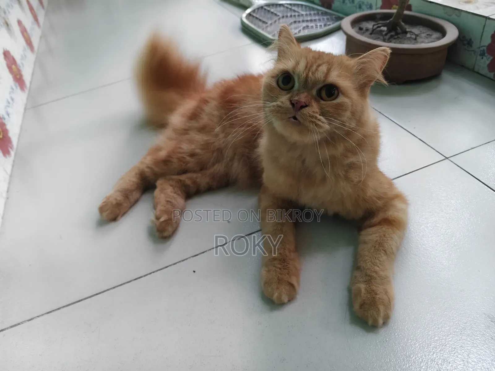 1+ Year Female Purebred Persian