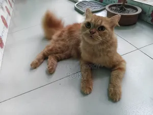 1+ Year Female Purebred Persian