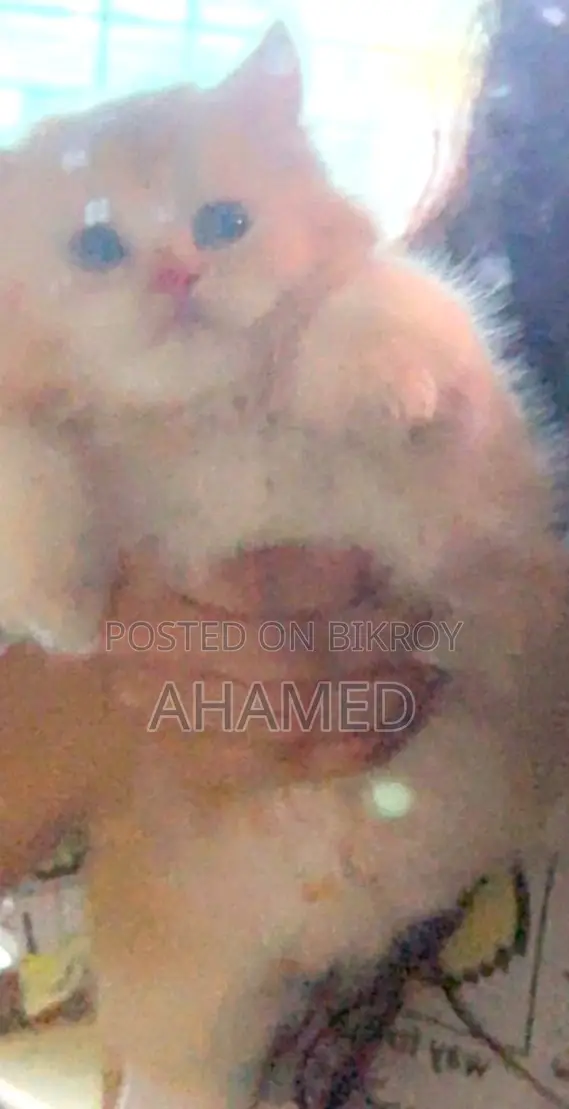 1-3 Months Male Purebred Persian