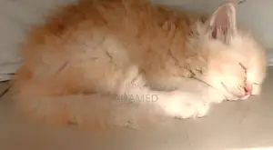 1-3 Months Male Purebred Persian