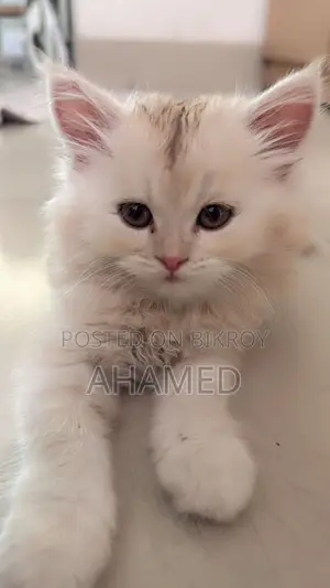 1-3 Months Male Purebred Persian