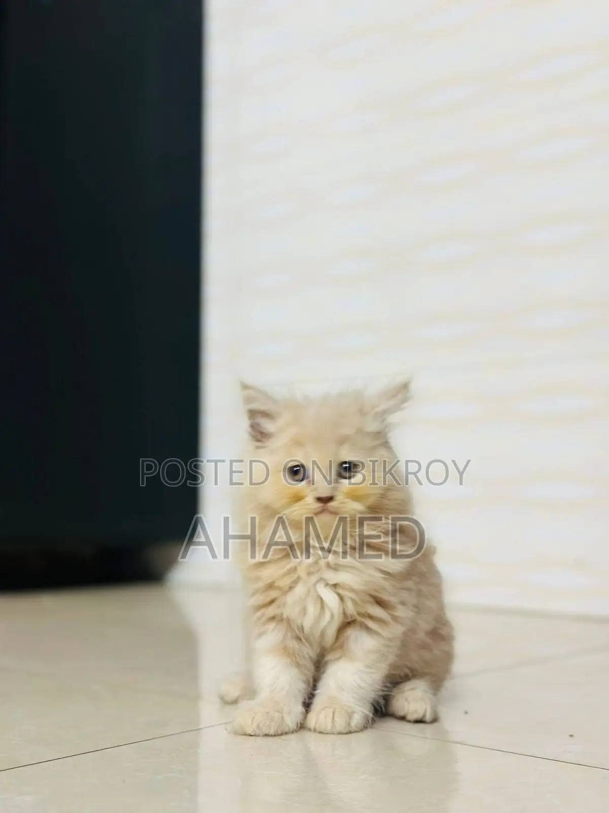 1-3 Months Male Purebred Persian