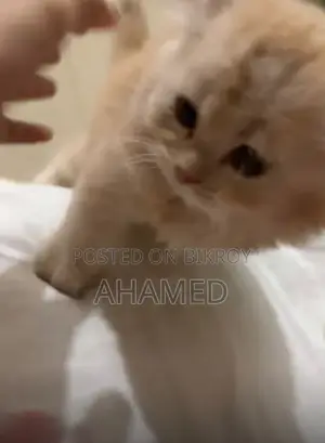 1-3 Months Male Purebred Persian