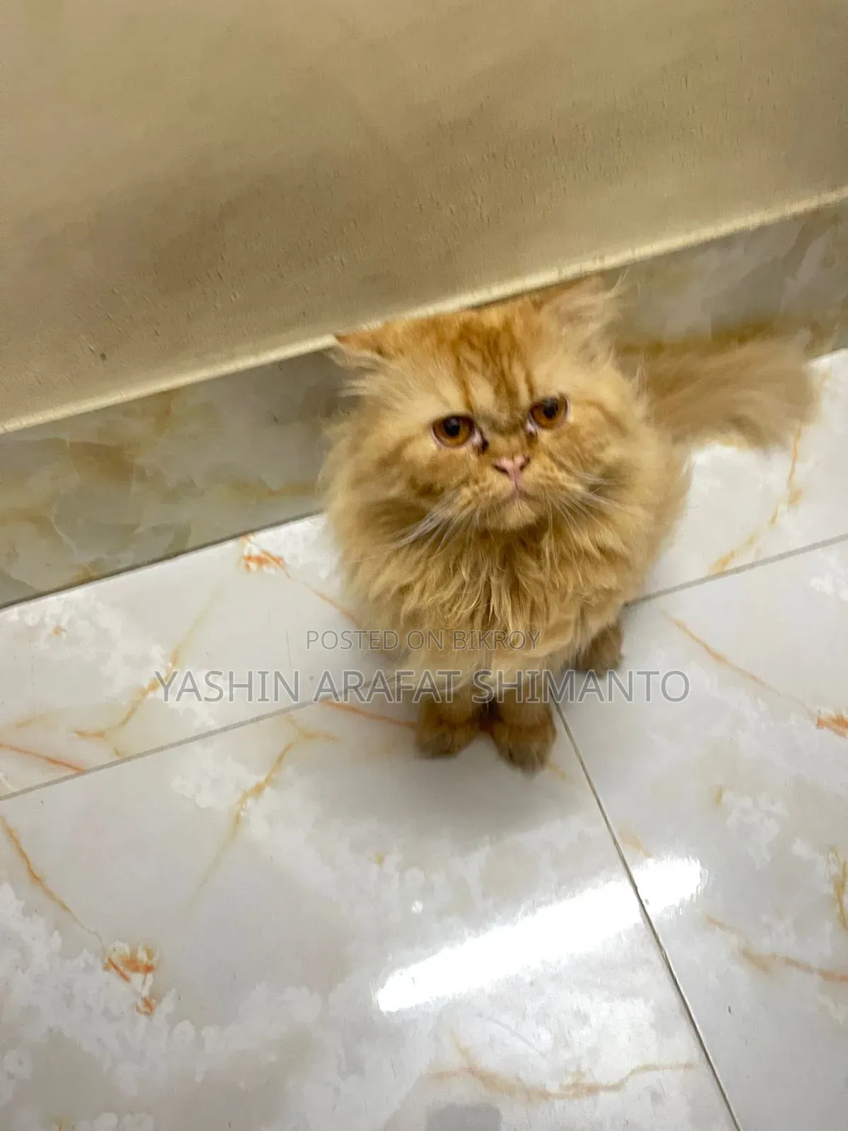 1+ Year Male Purebred Cat