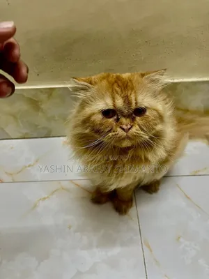 1+ Year Male Purebred Cat