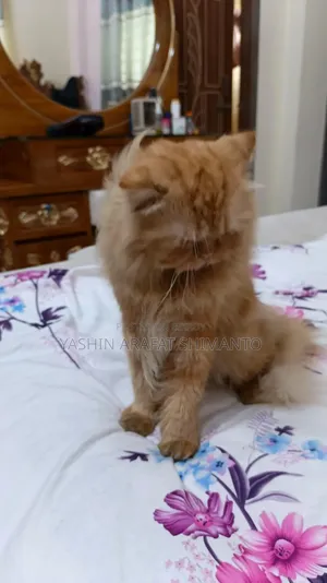 1+ Year Male Purebred Cat