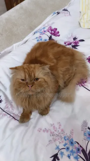 1+ Year Male Purebred Cat
