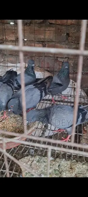 Jalali Wild Female
