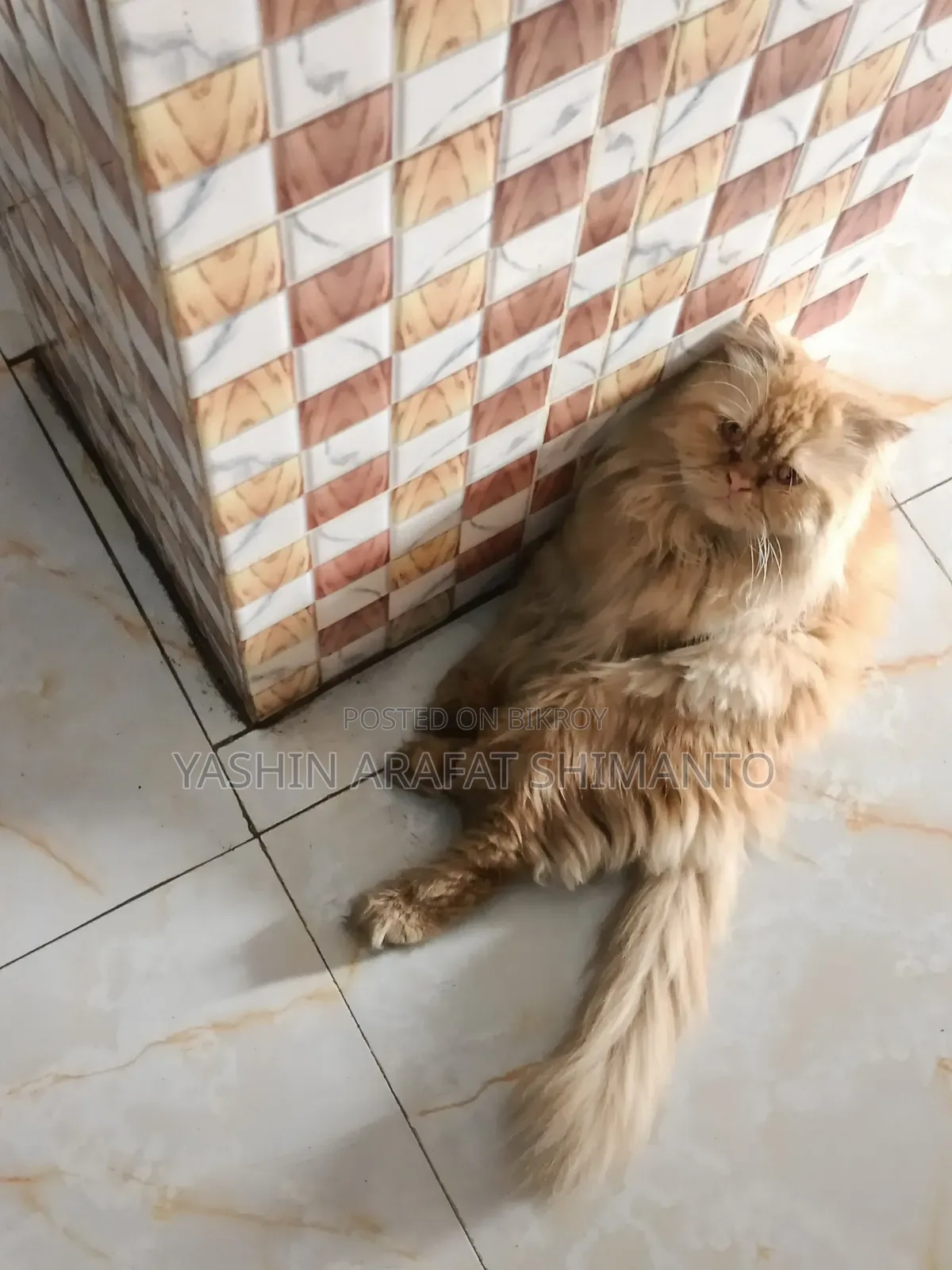 1+ Year Male Purebred Cat