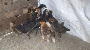 দেশি মুরগির ১৭ দিনের বাচ্চা।