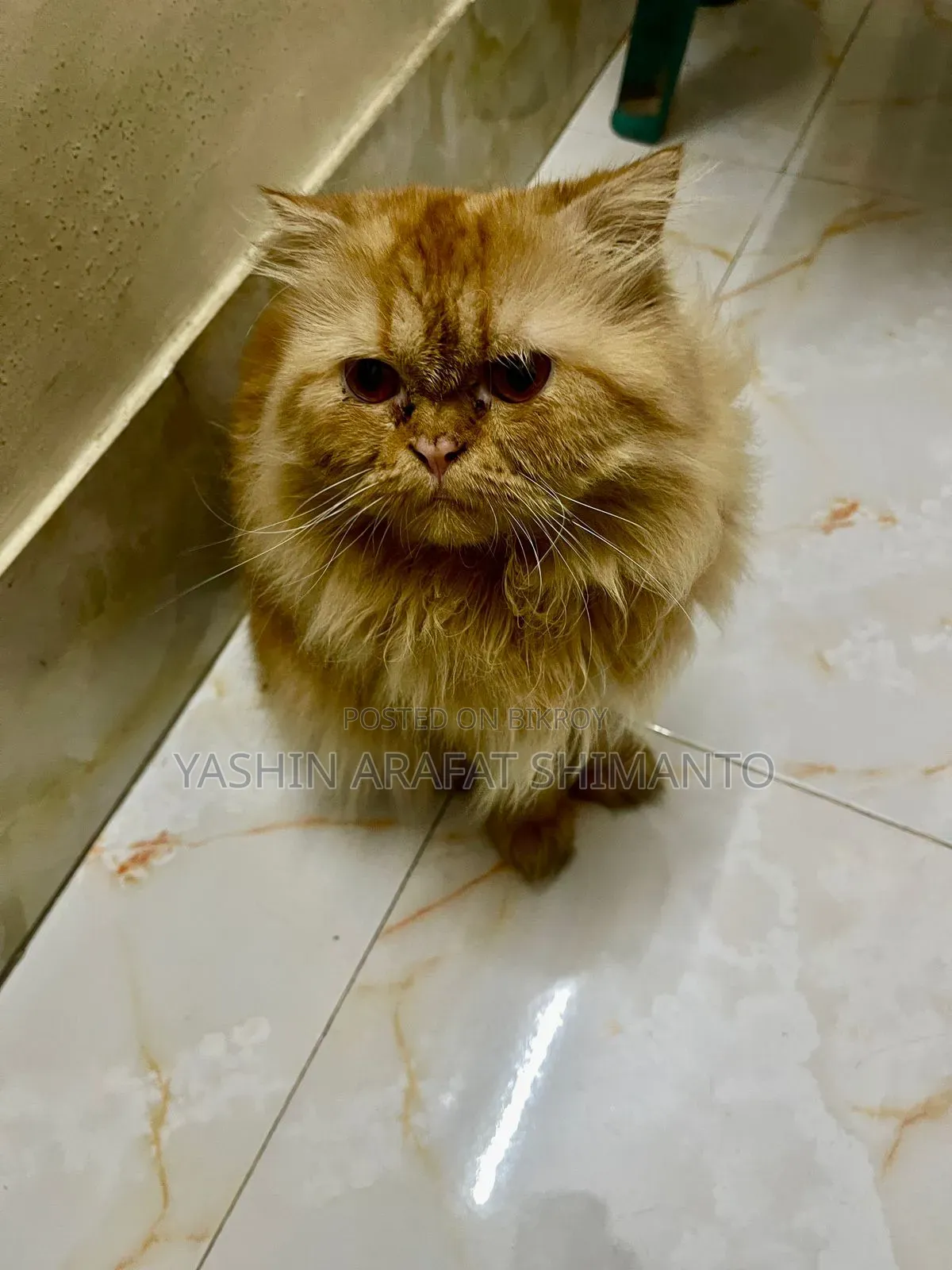 1+ Year Male Purebred Cat