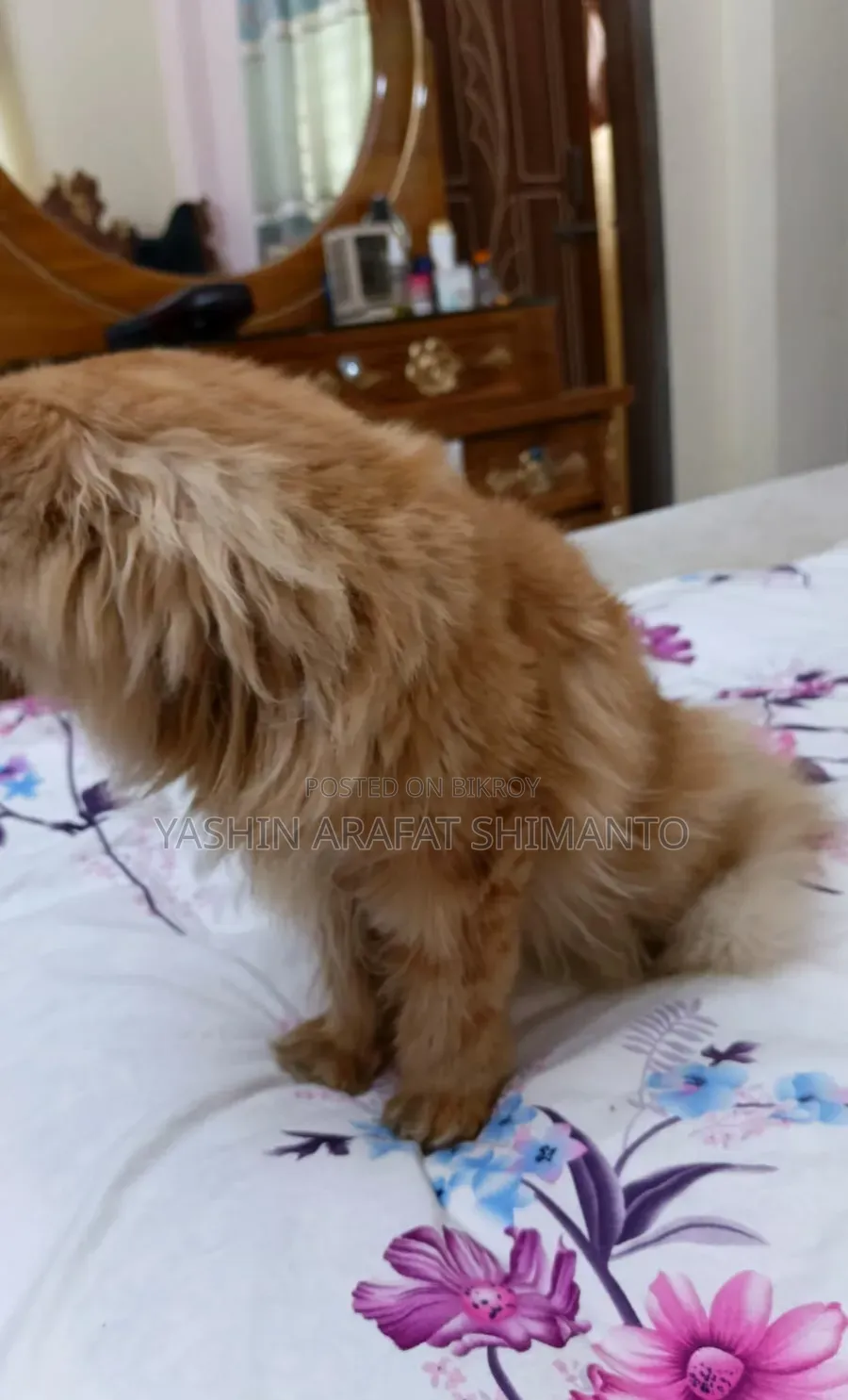 1+ Year Male Purebred Cat