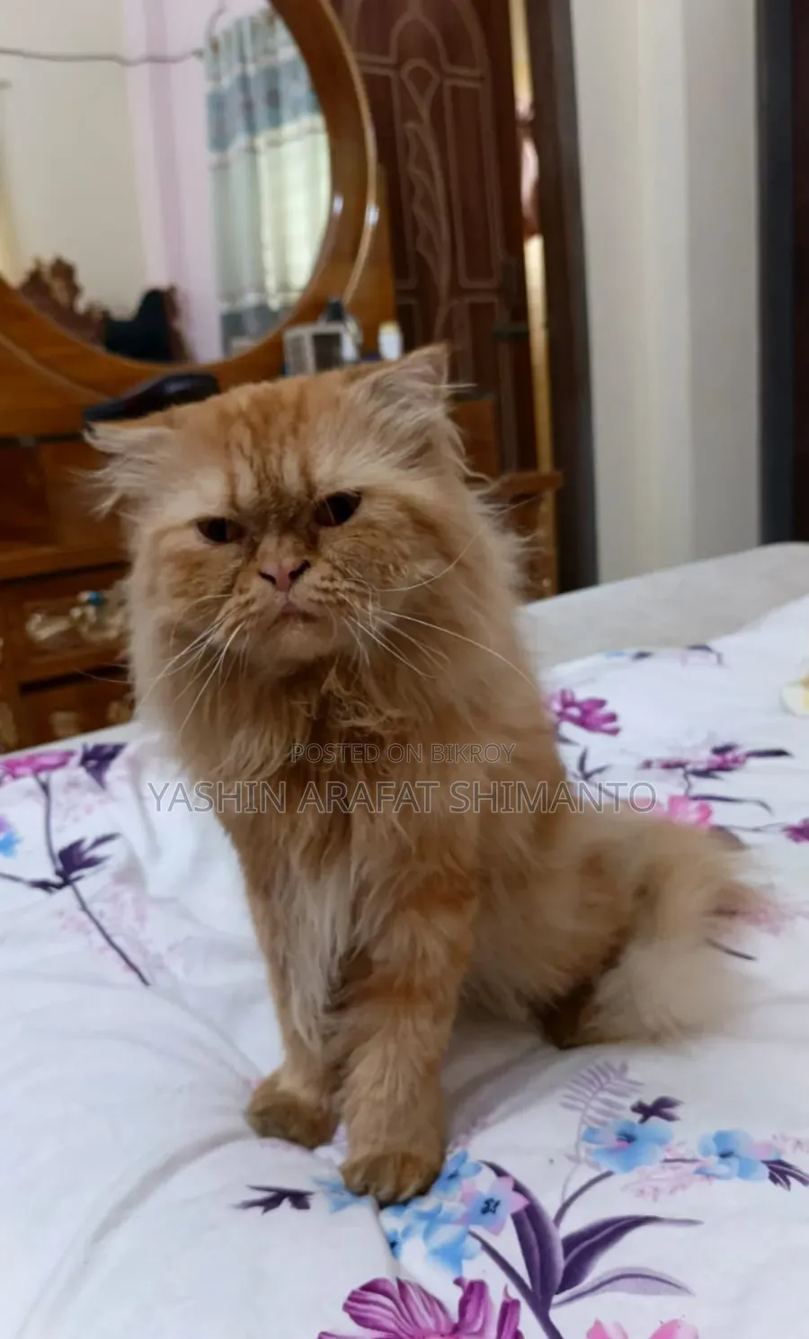 1+ Year Male Purebred Cat