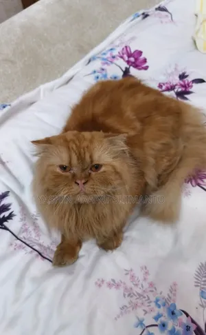 1+ Year Male Purebred Cat