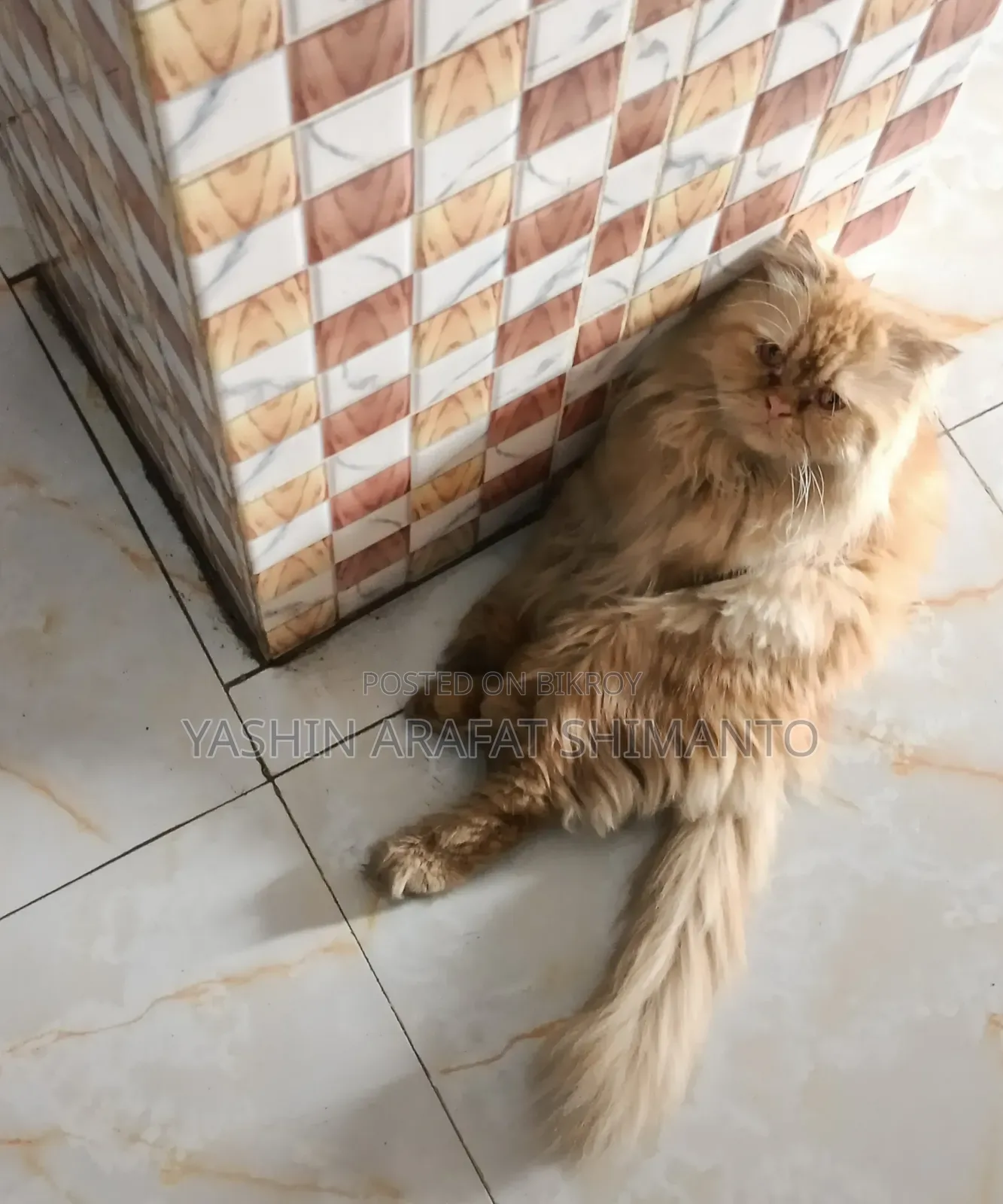 1+ Year Male Purebred Cat