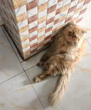 1+ Year Male Purebred Cat