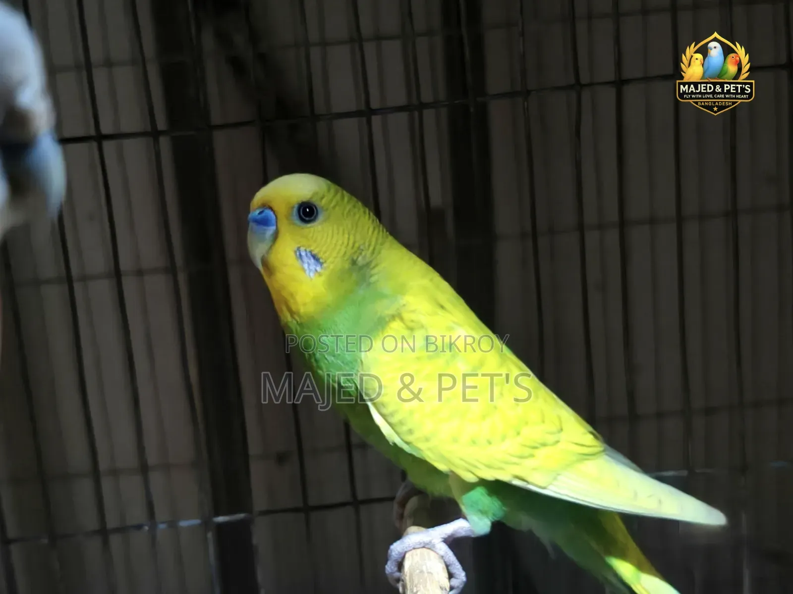 Fully Running 2 Pairs of Budgie Birds for Sale