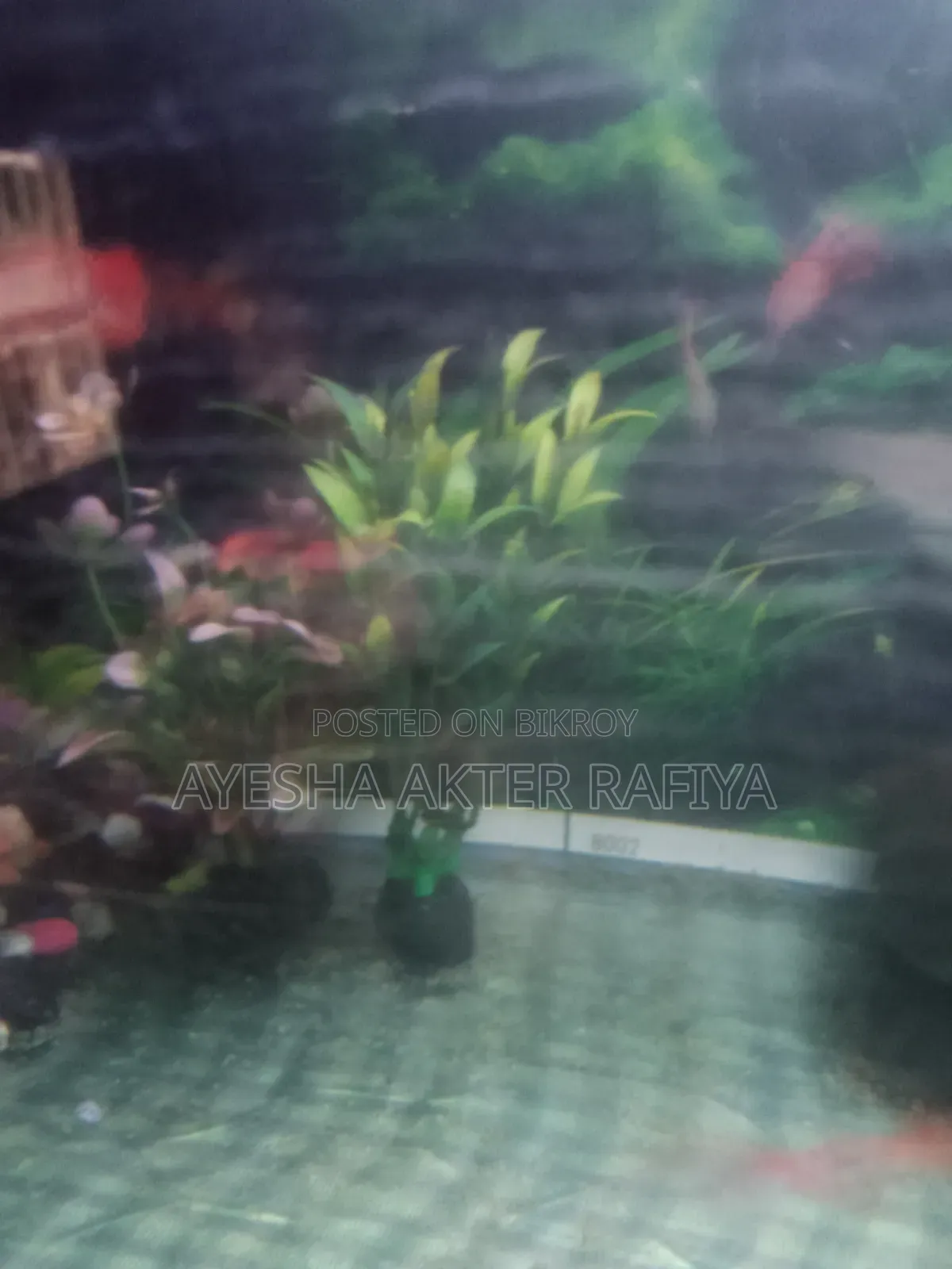 Guppy Running Pair