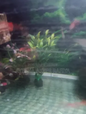 Guppy Running Pair