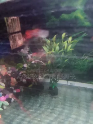 Guppy Running Pair