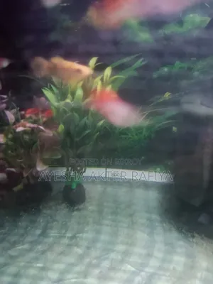 Guppy Running Pair