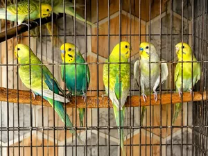Breeding Pair Budgie for Sale | Healthy Active