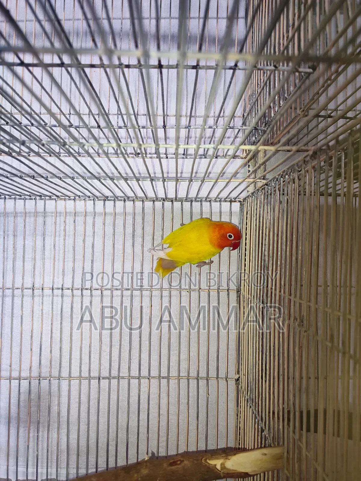 Yellow Fisher Love Bird
