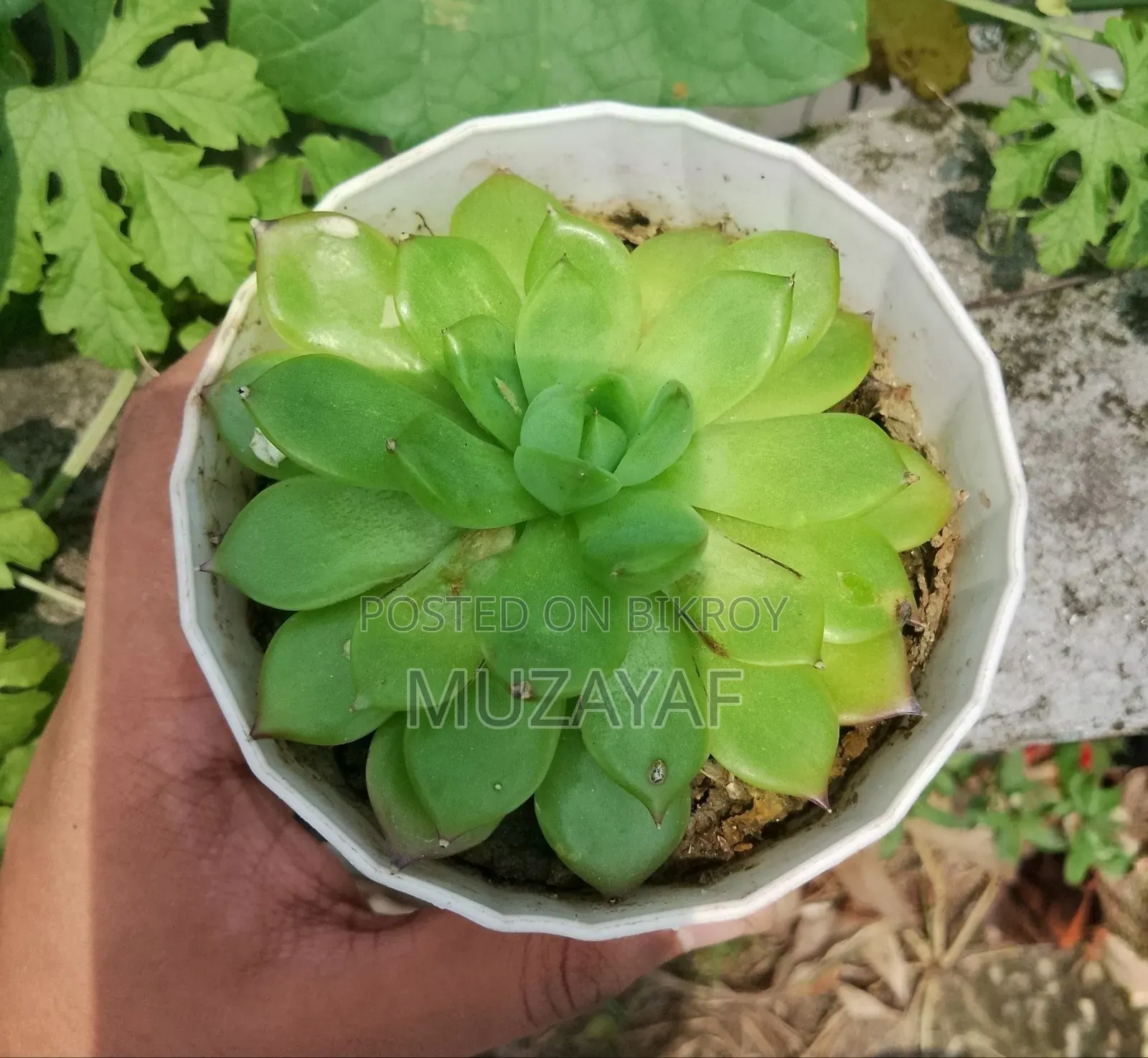 Echeveria Succulent With White Geometric Pot