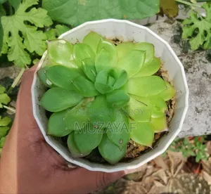 Echeveria Succulent With White Geometric Pot