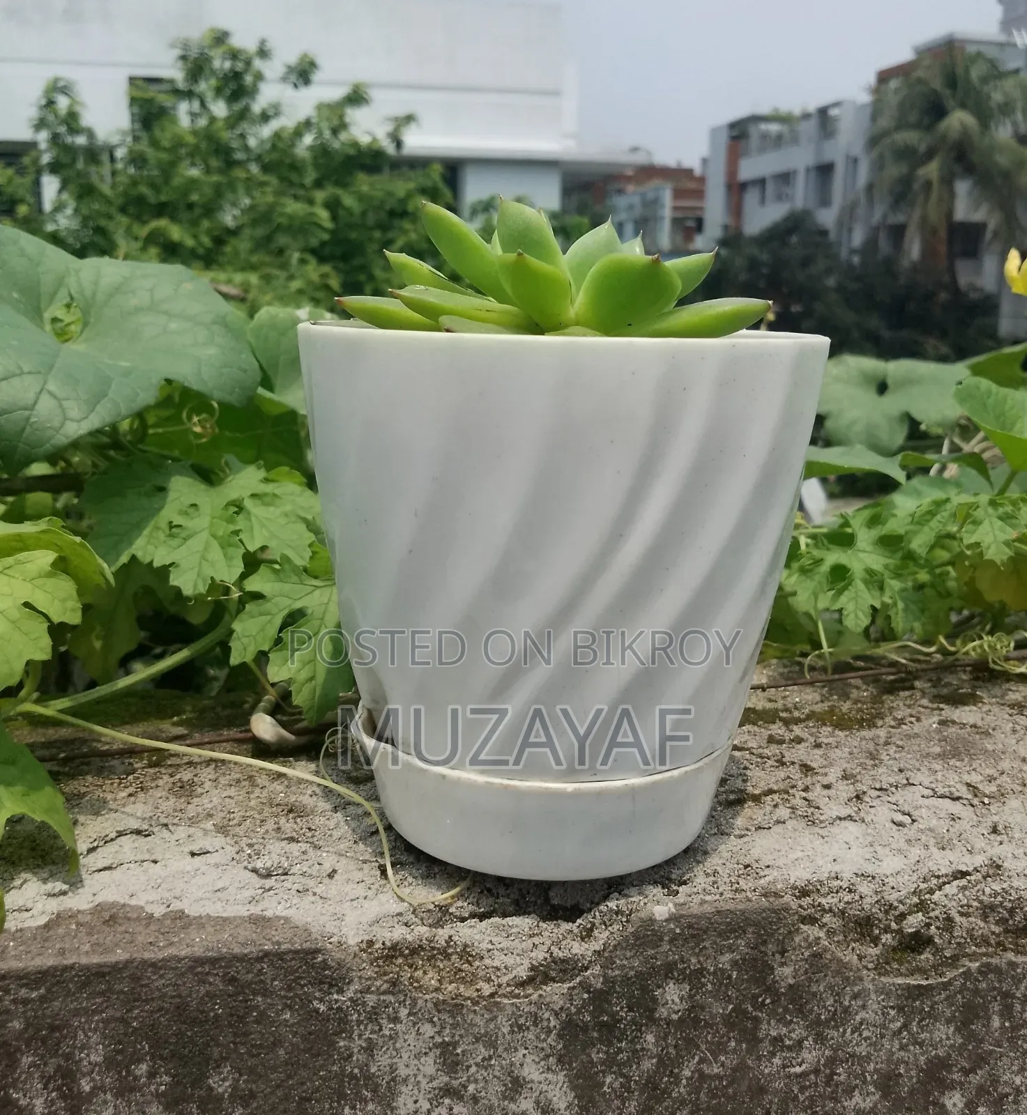 Echeveria Succulent With White Geometric Pot