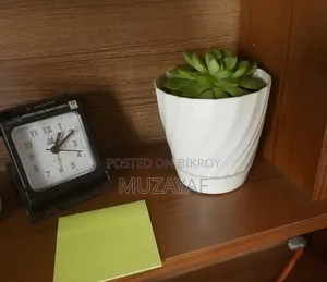 Echeveria Succulent With White Geometric Pot