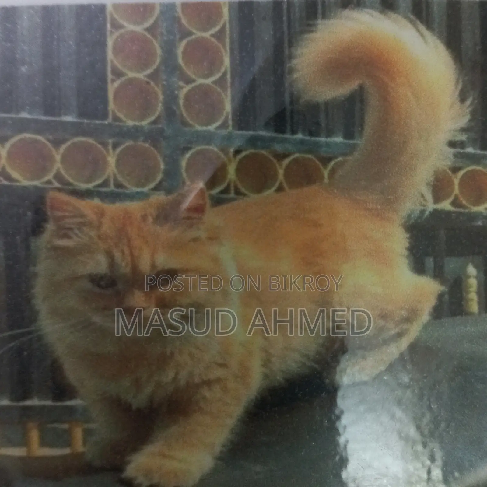3-6 months Female Purebred Exotic