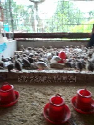 Titir Murgir Bacca