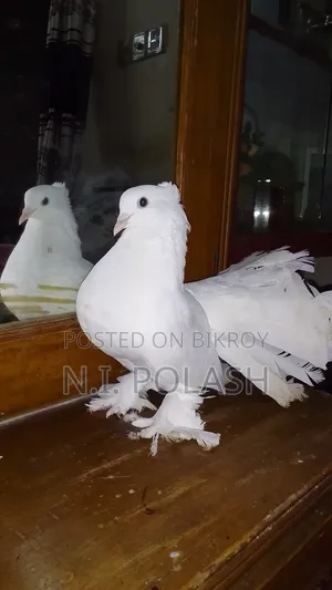 কবুতর বিক্রি করা হবে