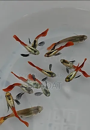 অ্যাকোয়ারিয়ামের রঙিন গাপ্পি মাছ